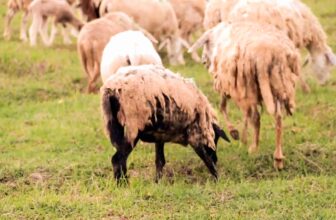 [🆕🇻🇳] Bếp Nhà bobo  🍔 Top1Food  🍜 \u2728 C\u1eebu kh\u00f4 1 n\u1eafng \u2013 tinh hoa n\u00fai r\u1eebng, \u0111\u1eb3ng c\u1ea5p th\u01b0\u1ee3ng l\u01b0u \u2728\n\n\u0110\u01b0\u1ee3c th , shares-1✔️ , likes-8❤️️ , date-2025-10-02 06:09:09🇻🇳🇻🇳🇻🇳📰🆕
