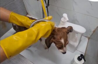 [🆕🇻🇳] Bệnh Viện Thú Y 2Vet – Giải Phóng 🐶🦜 Top1Pets 🐱🐠 Bé nào đi xì pa mà lại ngoan, xinh, yêu thế này nhỉ!^^——————————
BỆNH VIỆN THÚ Y 2VET GIẢI PHÓNG
Địa chỉ: 1261 Giải Phóng, Hoàng Mai , shares-0✔️ , likes-1❤️️ , date-2025-10-03 19:03:09🐶🐱🇻🇳🇻🇳🇻🇳📰🆕