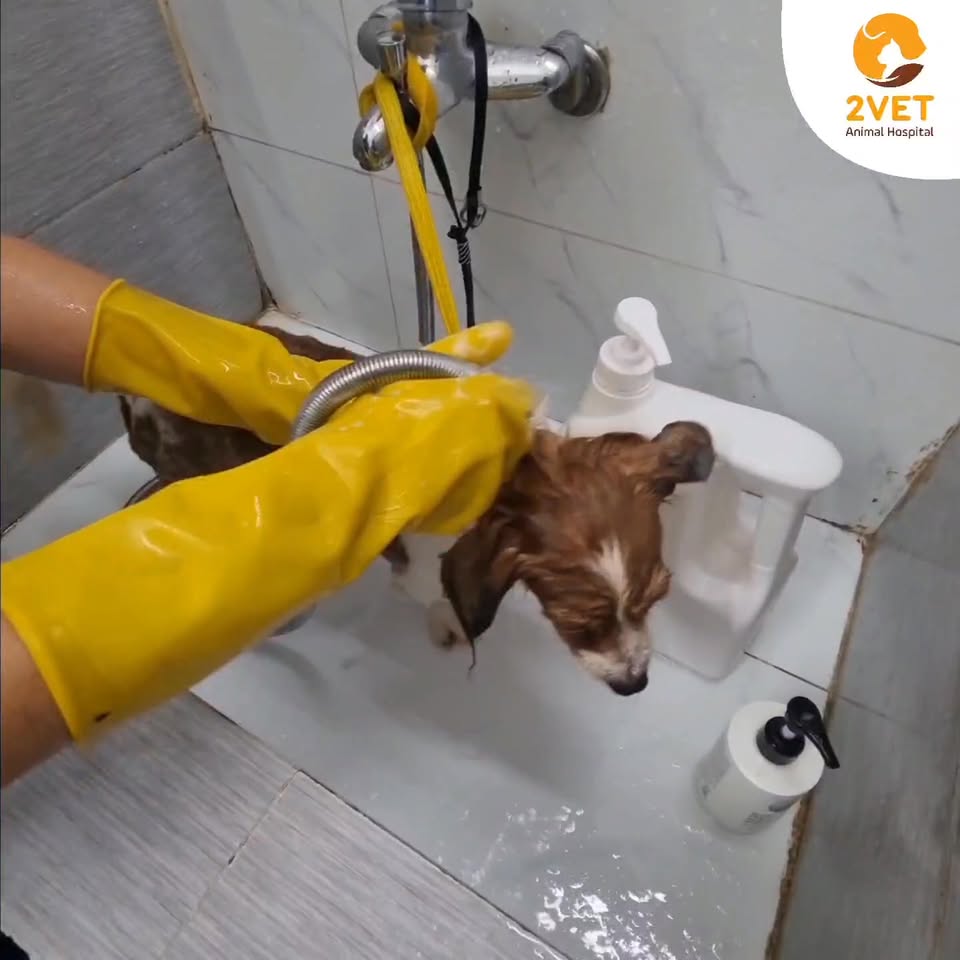 [🆕🇻🇳] Bệnh Viện Thú Y 2Vet – Giải Phóng 🐶🦜 Top1Pets 🐱🐠 Bé nào đi xì pa mà lại ngoan, xinh, yêu thế này nhỉ!^^——————————
BỆNH VIỆN THÚ Y 2VET GIẢI PHÓNG
Địa chỉ: 1261 Giải Phóng, Hoàng Mai , shares-0✔️ , likes-1❤️️ , date-2025-10-03 19:03:09🐶🐱🇻🇳🇻🇳🇻🇳📰🆕