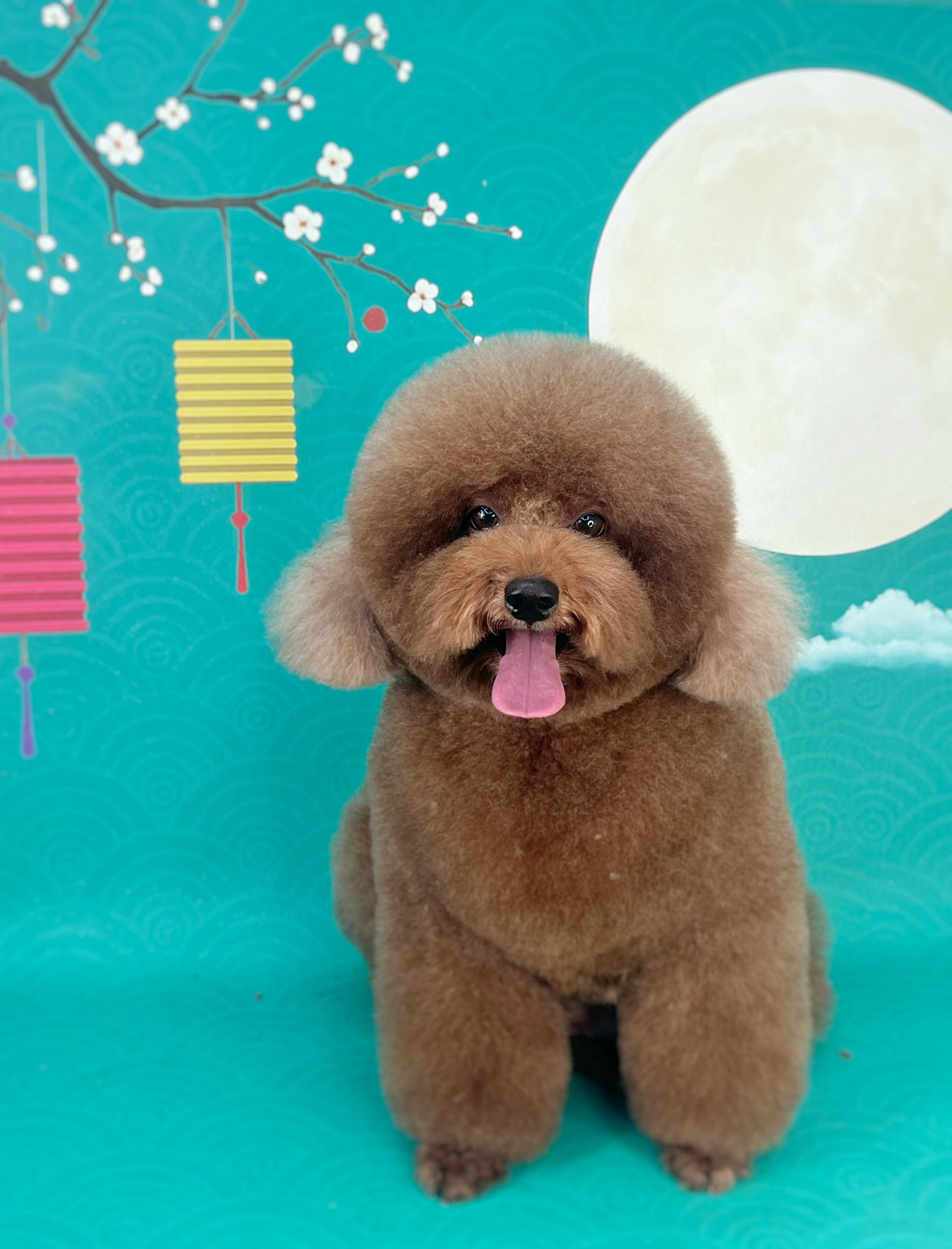 [🆕🇻🇳] Phòng Khám Thú Y Tuyến Chi 🐶🦜 Top1Pets 🐱🐠 “Ngắm trăng trên trời, hóng gió nhân gian, trải qua cuộc đời bình an nhất”Bệnh viện thú y Tuyến Chi kính chúc quý khách hàng đêm trung thu an lành, ấm áp , shares-1✔️ , likes-6❤️️ , date-2025-10-07 04:05:15🐶🐱🇻🇳🇻🇳🇻🇳📰🆕