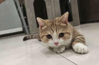 [🆕🇻🇳] Sâu’s Mate Land – Cửa hàng vật nuôi 🐶🦜 Top1Pets 🐱🐠 Nào chúng mình cùng đột nhập thăm dò xem dịch vụ hotel và dịch vụ mẫu giáo nhà Sâu thế nào nhé. Nghe đồn các bạn ở đây sướng hơn vua chúa
———————
Sâu’s Ma , shares-1✔️ , likes-1❤️️ , date-2025-10-03 03:30:04🐶🐱🇻🇳🇻🇳🇻🇳📰🆕