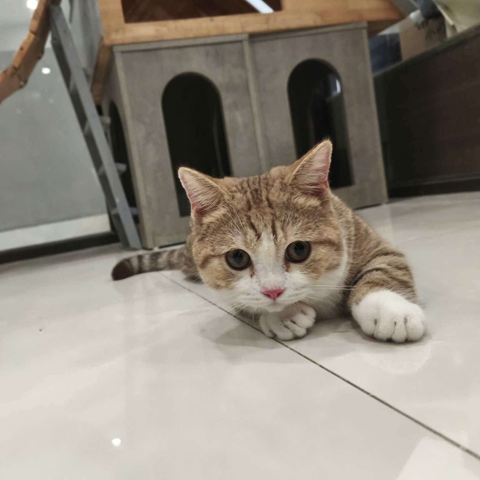 [🆕🇻🇳] Sâu’s Mate Land – Cửa hàng vật nuôi 🐶🦜 Top1Pets 🐱🐠 Nào chúng mình cùng đột nhập thăm dò xem dịch vụ hotel và dịch vụ mẫu giáo nhà Sâu thế nào nhé. Nghe đồn các bạn ở đây sướng hơn vua chúa
———————
Sâu’s Ma , shares-1✔️ , likes-1❤️️ , date-2025-10-03 03:30:04🐶🐱🇻🇳🇻🇳🇻🇳📰🆕