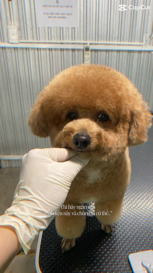 [🆕🇻🇳] Ánh Duyên Tắm cắt tỉa lông chó mèo TP Đông Hà Quảng Trị 🐶🦜 Top1Pets 🐱🐠 Chào tháng 10
Mong 1 tháng mới nhẹ nhàng và đáng yêu như em cún này
Làm đẹp cho cún yêu alo e ngay nhéÁnh Duyên spa Đông Hà.
Địa chỉ: 178 Hàm Ng , shares-0✔️ , likes-1❤️️ , date-2025-10-02 23:11:30🐶🐱🇻🇳🇻🇳🇻🇳📰🆕