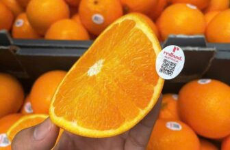 [🆕🇻🇳] Green World Fruit – Thế giới trái cây sạch 🍔 Top1Food  🍜 Cam Úc em về chuyến mới đẹp xĩu xĩu nha cả nhà ơi
Cứng trái ngọt ngon không hạt vỏ mỏng dễ bóc
Bao ngon bao ăn luôn ạ
#149K/KG
, shares-0✔️ , likes-0❤️️ , date-2025-10-08 16:17:07🇻🇳🇻🇳🇻🇳📰🆕