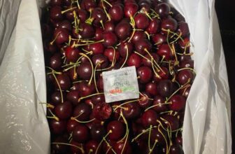 [🆕🇻🇳] Lefarms – Cửa hàng tiện lợi 🍔 Top1Food  🍜  CHERRY CUỐI MÙA NGON HẾT SẢYLefarms tranh thủ “vét” được lô cherry cực phẩm – trái đỏ thắm, giòn căng, ngọt thanh mê lyMong mùa cherry này của cả nh , shares-0✔️ , likes-2❤️️ , date-2025-10-08 23:23:42🇻🇳🇻🇳🇻🇳📰🆕