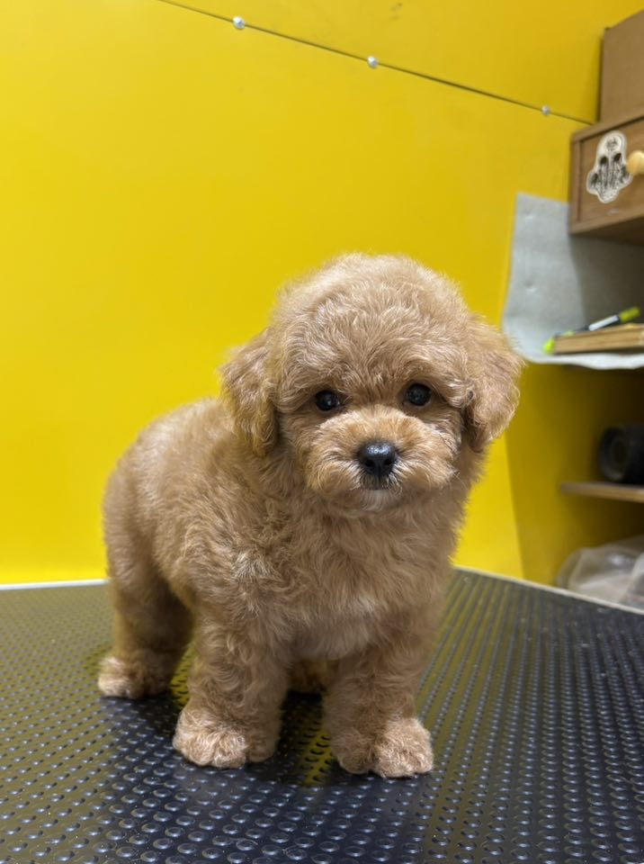 [🆕🇻🇳] Cường HT Pets Spa – Cắt Tỉa Làm Đẹp Thú Cưng 🐶🦜 Top1Pets 🐱🐠 Toàn những e bé xinh xinh
Đã tiêm ngừa và sổ giun đầy đủ
Khuyến khích khách ghé trực tiếp ạ
~~~~~~~~~~~~~~~~~~
Cường HT tiệm làm đẹp thú cưng
Bình Nhâm 07 , shares-1✔️ , likes-4❤️️ , date-2025-10-11 18:18:02🐶🐱🇻🇳🇻🇳🇻🇳📰🆕