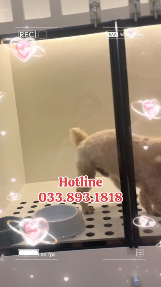 [🆕🇻🇳] Bệnh viện Thú Y 2Vet – Số 3 Văn Cao 🐶🦜 Top1Pets 🐱🐠  “Nuôi cún mèo con bằng sữa bình tưởng dễ mà không dễ. Cho bú sai cách có thể làm bé sặc, viêm phổi.
Xem ngay video này để trở thành ‘bố mẹ bỉm sữa 4 chân , shares-0✔️ , likes-1❤️️ , date-2025-10-03 17:00:12🐶🐱🇻🇳🇻🇳🇻🇳📰🆕