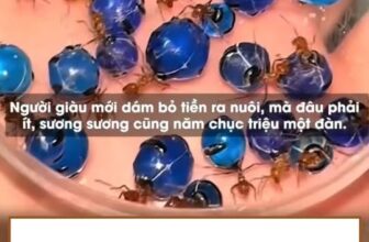 [🆕🇻🇳] YAN Pets 🐶🦜 Top1Pets 🐱🐠 Nhiều khi thấy thua cả con kiến  , shares-0✔️ , likes-35❤️️ , date-2025-10-06 01:15:39🐶🐱🇻🇳🇻🇳🇻🇳📰🆕