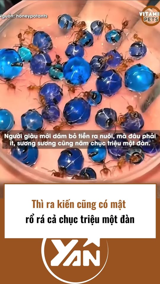 [🆕🇻🇳] RinRin Shop – Cảo nhà em làm gia truyền, chuẩn gốc Hoa 🍔 Top1Food  🍜  , shares-0✔️ , likes-2❤️️ , date-2025-10-06 01:12:13🇻🇳🇻🇳🇻🇳📰🆕