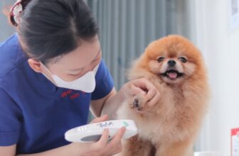 [🆕🇻🇳] Bệnh Viện Thú Y Kim Sơn Quận 3 🐶🦜 Top1Pets 🐱🐠 Một ngày tràn đầy năng lượng tại Thú y Kim Sơn
Các bé đến khám, tiêm ngừa, tắm spa, phẫu thuật và điều trị đều được bác sĩ chăm sóc tận tình từng chút một , shares-0✔️ , likes-2❤️️ , date-2025-10-24 01:39:03🐶🐱🇻🇳🇻🇳🇻🇳📰🆕