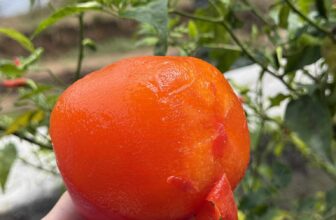 [🆕🇻🇳] Nhung Fruits – Trái cây Việt cao cấp 🍔 Top1Food  🍜 Vỏ mỏng teng- ngọt lịm- tan chảy
Hồng vuông Tám Hải Đà Lạt- đặc sản mùa thu đã có sẵn tại sốp em
Mời mng lên đơn ạ
, shares-0✔️ , likes-0❤️️ , date-2025-10-10 19:55:53🇻🇳🇻🇳🇻🇳📰🆕