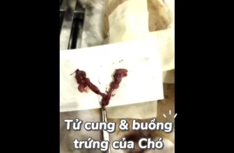 [🆕🇻🇳] Phòng Khám Thú Y Thuận Phát Vet 🐶🦜 Top1Pets 🐱🐠 Triệt sản cún cái tại Phòng Khám Thú Y Thuận Phát Vet
486 Tô Ký Phường Trung Mỹ Tây TP Hồ Chí Minh
Hãy liên hệ với chúng tôi qua số hotline 0836 864 585, shares-0✔️ , likes-5❤️️ , date-2025-10-05 05:06:39🐶🐱🇻🇳🇻🇳🇻🇳📰🆕