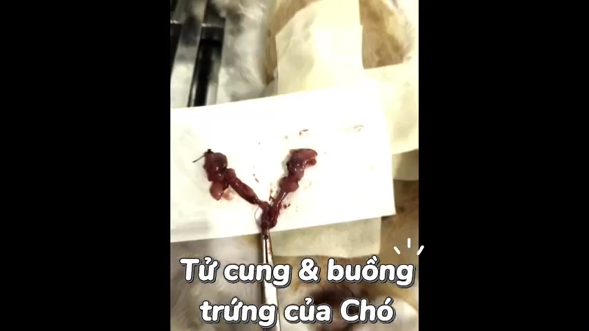 [🆕🇻🇳] Phòng Khám Thú Y Thuận Phát Vet 🐶🦜 Top1Pets 🐱🐠 Triệt sản cún cái tại Phòng Khám Thú Y Thuận Phát Vet
486 Tô Ký Phường Trung Mỹ Tây TP Hồ Chí Minh
Hãy liên hệ với chúng tôi qua số hotline 0836 864 585, shares-0✔️ , likes-5❤️️ , date-2025-10-05 05:06:39🐶🐱🇻🇳🇻🇳🇻🇳📰🆕