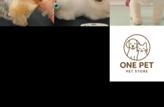 [🆕🇻🇳] ONE PET – Spa & Hotel Thú Cưng 🐶🦜 Top1Pets 🐱🐠  Bạn tắm cho bé  ở nhà nhanh bị hôi.
Lông đã dài cần cắt tỉa tạo kiểu.
Bạn cần gửi Cún , Miu khi vắng nhà.
One Pet Spa & Hotel – Dịch vụ chăm sóc thú cưn , shares-0✔️ , likes-84❤️️ , date-2025-10-03 18:16:06🐶🐱🇻🇳🇻🇳🇻🇳📰🆕