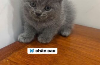 [🆕🇻🇳] BOX VET- PK Thú Y, Spa&Grooming, Petshop 🐶🦜 Top1Pets 🐱🐠 Khách quen có đàn mèo cần gả ạ
Liên hệ trực tiếp Quang Thái- 0919 052 638
, shares-0✔️ , likes-5❤️️ , date-2025-10-11 19:44:32🐶🐱🇻🇳🇻🇳🇻🇳📰🆕