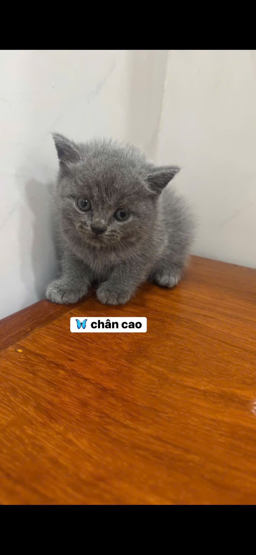 [🆕🇻🇳] BOX VET- PK Thú Y, Spa&Grooming, Petshop 🐶🦜 Top1Pets 🐱🐠 Khách quen có đàn mèo cần gả ạ
Liên hệ trực tiếp Quang Thái- 0919 052 638
, shares-0✔️ , likes-5❤️️ , date-2025-10-11 19:44:32🐶🐱🇻🇳🇻🇳🇻🇳📰🆕