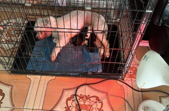 [🆕🇻🇳] Dịch Vụ Thú Y Đà Nẵng Tại Nhà-0329211115 🐶🦜 Top1Pets 🐱🐠 Tiêm phòng vaccine chó mèo , triệt sản mèo , triệt sản chó  thiến mèo, mổ đẻ chó ,  điều trị bệnh thú cưng
Tư vấn, Khám và điều trị
Tiêm phòng Vaccine,s , shares-0✔️ , likes-2❤️️ , date-2025-10-04 15:01:42🐶🐱🇻🇳🇻🇳🇻🇳📰🆕