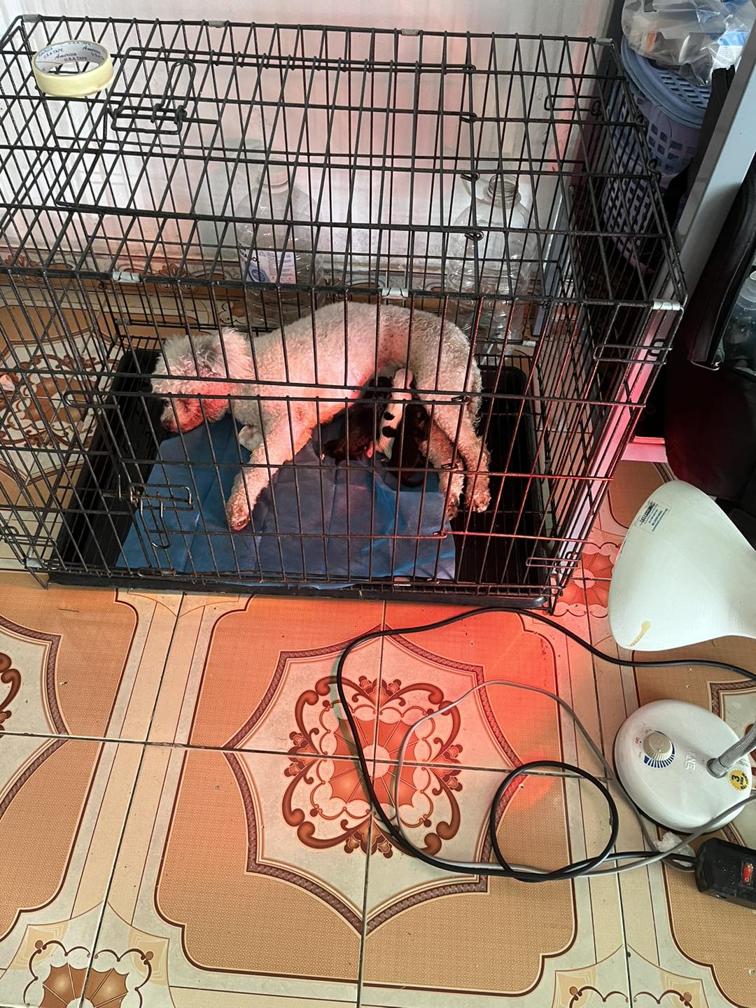 [🆕🇻🇳] Dịch Vụ Thú Y Đà Nẵng Tại Nhà-0329211115 🐶🦜 Top1Pets 🐱🐠 Tiêm phòng vaccine chó mèo , triệt sản mèo , triệt sản chó  thiến mèo, mổ đẻ chó ,  điều trị bệnh thú cưng
Tư vấn, Khám và điều trị
Tiêm phòng Vaccine,s , shares-0✔️ , likes-2❤️️ , date-2025-10-04 15:01:42🐶🐱🇻🇳🇻🇳🇻🇳📰🆕