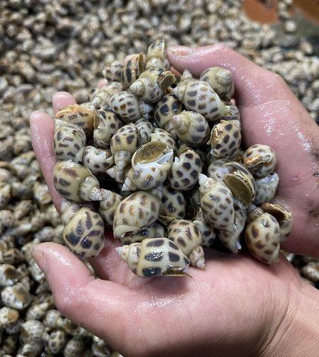 [🆕🇻🇳] ChuChu Pet 🐶🦜 Top1Pets 🐱🐠  Full video hướng dẫn “CÁCH CẦM KÉO CHUẨN” cho anh chị em đây rồi nè!Video có hơi dài xíu, nhưng đảm bảo toàn bí kíp xịn sò từ ChuChu Pet & Võ Thanh Ngâ , shares-0✔️ , likes-1❤️️ , date-2025-10-11 16:30:01🐶🐱🇻🇳🇻🇳🇻🇳📰🆕