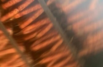 [🆕🇻🇳] Quà Miền Bắc-Đặc sản Tây Bắc, đặc sản miền Bắc, đặc sản Hà Nội 🍔 Top1Food  🍜 Đặt hàng tại:  , shares-0✔️ , likes-2❤️️ , date-2025-10-06 15:52:28🇻🇳🇻🇳🇻🇳📰🆕