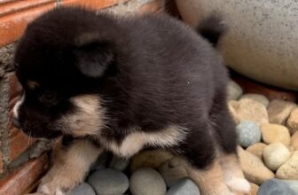 [🆕🇻🇳] An Nam Kennel – Shiba House – ngôi nhà nhân giống Shiba Inu thuần chủng uy tín với tổng đàn shiba lớn nhất miền Nam 🐶🦜 Top1Pets 🐱🐠 Th toá, có để yên cho bố m ngủ ko#annamkennel #shiba #shibainu #shibapuppy , shares-0✔️ , likes-10❤️️ , date-2025-10-04 17:30:16🐶🐱🇻🇳🇻🇳🇻🇳📰🆕