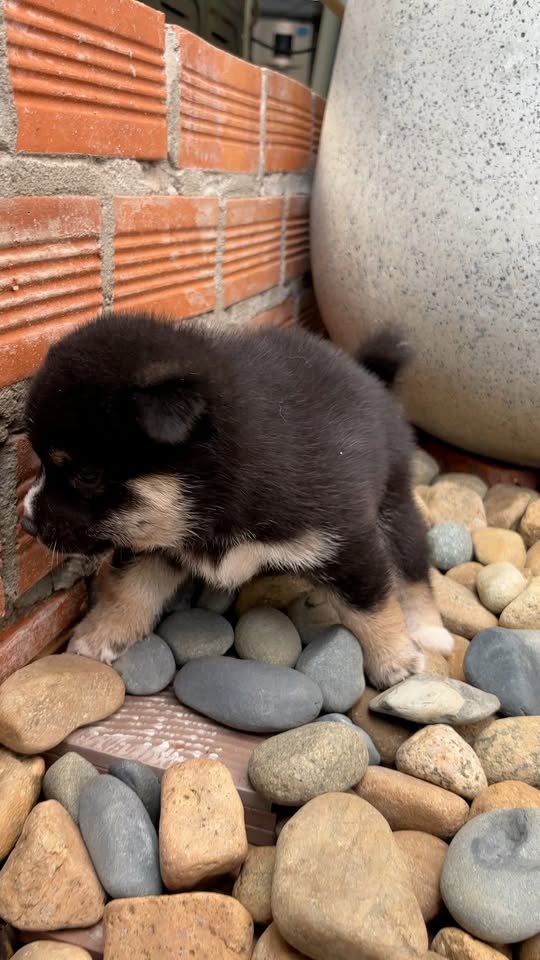 [🆕🇻🇳] An Nam Kennel – Shiba House – ngôi nhà nhân giống Shiba Inu thuần chủng uy tín với tổng đàn shiba lớn nhất miền Nam 🐶🦜 Top1Pets 🐱🐠 Th toá, có để yên cho bố m ngủ ko#annamkennel #shiba #shibainu #shibapuppy , shares-0✔️ , likes-10❤️️ , date-2025-10-04 17:30:16🐶🐱🇻🇳🇻🇳🇻🇳📰🆕