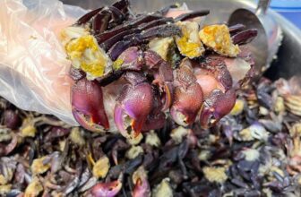 [🆕🇻🇳] Hồng Vi – Đặc Sản Cà Mau 🍔 Top1Food  🍜 Mai 11/10 em có trộn mẻ ba khía mới
Trên hộp có in NSX cả nhà yên tâmBa khía trộn sẳn chua ngọt size to cồ nhiều thịt, hàng lựa từng con, nhiều thịt
Nh , shares-0✔️ , likes-10❤️️ , date-2025-10-11 02:52:38🇻🇳🇻🇳🇻🇳📰🆕