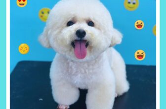 [🆕🇻🇳] Phô Mai Grooming – Tiệm Làm Đẹp Thú Cưng Quận 6  🐶🦜 Top1Pets 🐱🐠 Cục zdàng—————–
Phô Mai luôn công khai khu vực Spa & Grooming của các bé – Không gian mở 100% và camera giám sát 24/7
Phô Mai Grooming: 146  , shares-0✔️ , likes-4❤️️ , date-2025-10-16 07:36:50🐶🐱🇻🇳🇻🇳🇻🇳📰🆕