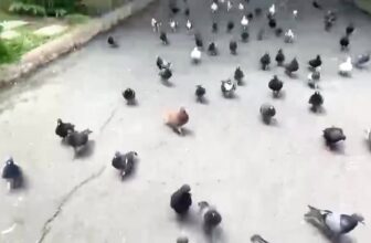 [🆕🇻🇳] Cục Bột Nhỏ – Shop Mẹ & Bé 🧑‍🧒❤️️👶⭐️ Mấy bé bồ câu mum mum mà không đủ, đi theo thấy thương lắm.
#Congvienlethirieng , shares-0✔️ , likes-3❤️️ , date-2025-10-04 19:44:19🇻🇳🇻🇳🇻🇳📰🆕