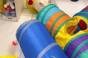 [🆕🇻🇳] TiTi Pet-Shop thú cưng – Quần áo, Thức ăn, Sữa tắm,Vitamin và phụ kiện cho chó mèo 🐶🦜 Top1Pets 🐱🐠 ĐỒ CHƠI ĐƯỜNG HẦM Chui cho mèo Chơi- Ngủ- Giải trí !Chất liệu Canvas không thấm nước, dễ vệ sinh, bền chắc cào không rách, an toàn và thân thiện với môi  , shares-0✔️ , likes-2❤️️ , date-2025-10-05 03:21:27🐶🐱🇻🇳🇻🇳🇻🇳📰🆕