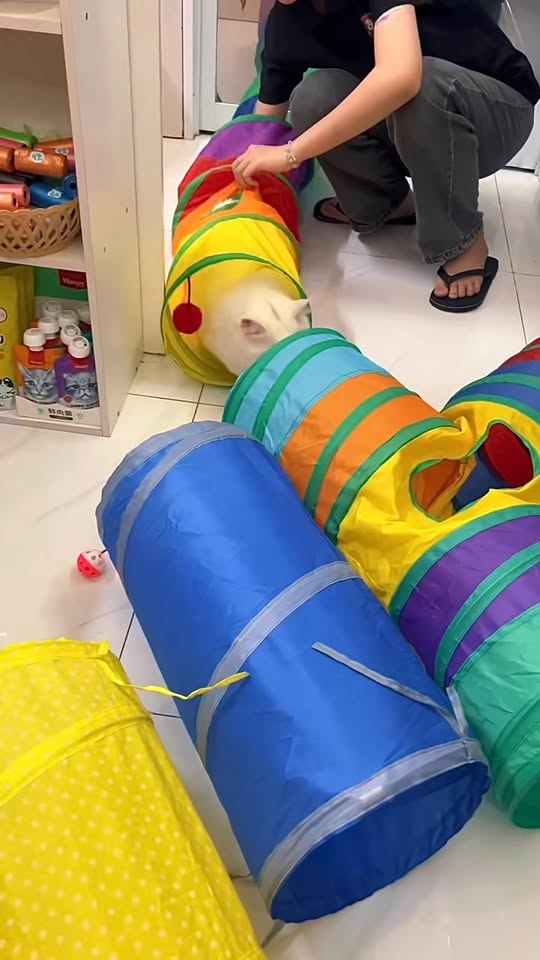 [🆕🇻🇳] TiTi Pet-Shop thú cưng – Quần áo, Thức ăn, Sữa tắm,Vitamin và phụ kiện cho chó mèo 🐶🦜 Top1Pets 🐱🐠 ĐỒ CHƠI ĐƯỜNG HẦM Chui cho mèo Chơi- Ngủ- Giải trí !Chất liệu Canvas không thấm nước, dễ vệ sinh, bền chắc cào không rách, an toàn và thân thiện với môi  , shares-0✔️ , likes-2❤️️ , date-2025-10-05 03:21:27🐶🐱🇻🇳🇻🇳🇻🇳📰🆕