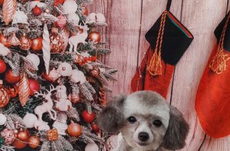 [🆕🇻🇳] Mon&Pet  🐶🦜 Top1Pets 🐱🐠  Mon&Pet – Spa đẳng cấp cho thú cưng!
Bạn muốn bé cưng luôn sạch sẽ – thơm tho – lông mượt óng ả? Hãy để Mon&Pet Spa chăm sóc với dịch vụ chuyên nghiệp, t , shares-0✔️ , likes-1❤️️ , date-2025-10-23 18:38:06🐶🐱🇻🇳🇻🇳🇻🇳📰🆕