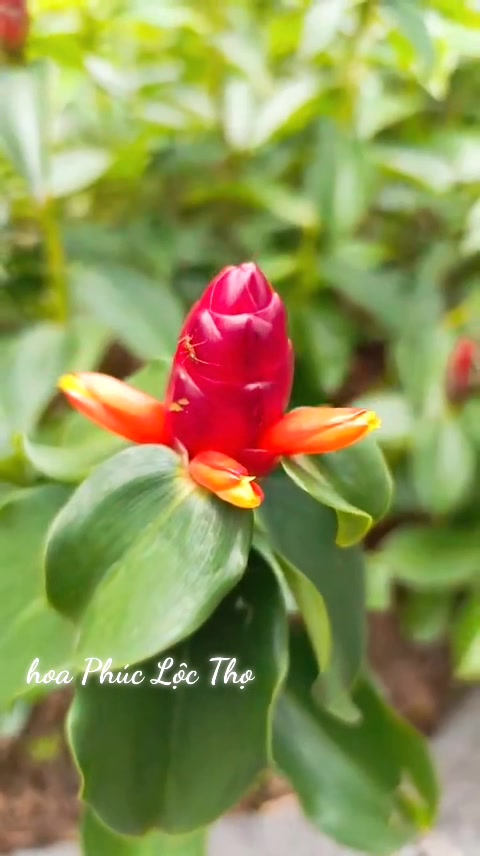 [🆕🇻🇳] Thời trang cho cả nhà – Bán lẻ quần áo trẻ em và cho cả nhà 👕 Top1Fashion 👗  Hoa cỏ , shares-0✔️ , likes-0❤️️ , date-2025-10-04 21:51:50🇻🇳🇻🇳🇻🇳📰🆕