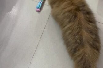 [🆕🇻🇳] FamiPet – Siêu Thị Cho Thú Cưng 🐶🦜 Top1Pets 🐱🐠  , shares-0✔️ , likes-3❤️️ , date-2025-10-06 03:20:51🐶🐱🇻🇳🇻🇳🇻🇳📰🆕