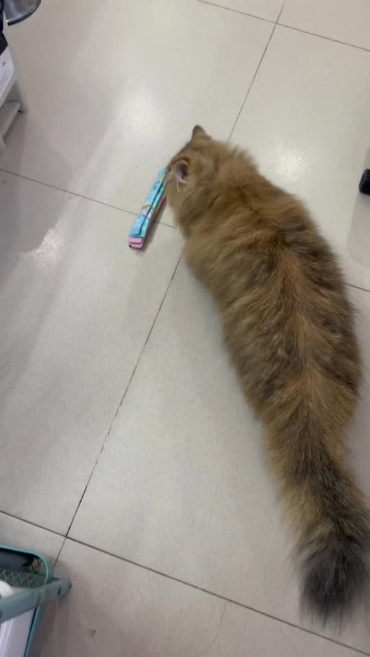 [🆕🇻🇳] FamiPet – Siêu Thị Cho Thú Cưng 🐶🦜 Top1Pets 🐱🐠  , shares-0✔️ , likes-3❤️️ , date-2025-10-06 03:20:51🐶🐱🇻🇳🇻🇳🇻🇳📰🆕