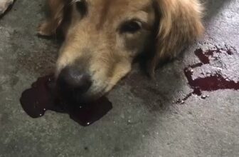 [🆕🇻🇳] Phòng Khám Thú Y 1A Thị Xã Quảng Trị 🐶🦜 Top1Pets 🐱🐠  Bé cún nhập viện trong tình trạng nguy kịch: sốt cao, co giật, chảy máu mũi miệng liên tục. Trong quá trình điều trị, bé còn gặp thêm biến chứng bụng to,  , shares-0✔️ , likes-4❤️️ , date-2025-10-08 03:45:31🐶🐱🇻🇳🇻🇳🇻🇳📰🆕