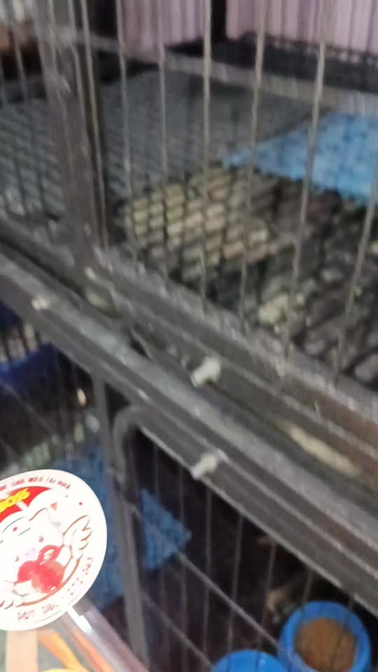 [🆕🇻🇳] Pig Boss – tiêm ngừa vaccine và triệt sản cho chó mèo tại nhà 🐶🦜 Top1Pets 🐱🐠 Đêm hội “rước đèn Trung Thu” tại Pig BossTuy bận rộn cả ngày nhưng vẫn cố gắng chế tạo lồng đèn đơn giản để các bé mèo lưu chuồng triệt sản tại Pig Boss  , shares-0✔️ , likes-1❤️️ , date-2025-10-07 11:44:49🐶🐱🇻🇳🇻🇳🇻🇳📰🆕