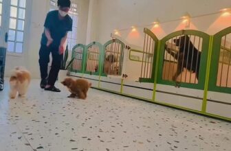 [🆕🇻🇳] Trông Em Pet House – Giữ Chó Mèo Giá Rẻ – Khách Sạn Thú Cưng Giá Rẻ HCM 🐶🦜 Top1Pets 🐱🐠  ENGLISH BELOWTrung Thu ở Trông Em Pet House không có múa lân, chỉ có mấy cái đuôi ngoáy tít và vài chiếc “xương gặm” Trung Thu dành riêng cho các “trò”  , shares-0✔️ , likes-6❤️️ , date-2025-10-06 20:12:41🐶🐱🇻🇳🇻🇳🇻🇳📰🆕