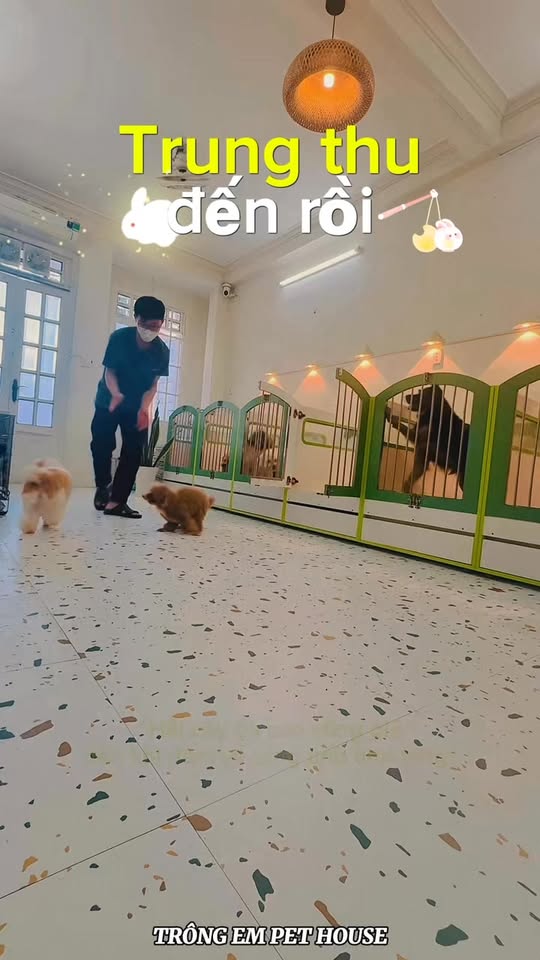 [🆕🇻🇳] Trông Em Pet House – Giữ Chó Mèo Giá Rẻ – Khách Sạn Thú Cưng Giá Rẻ HCM 🐶🦜 Top1Pets 🐱🐠  ENGLISH BELOWTrung Thu ở Trông Em Pet House không có múa lân, chỉ có mấy cái đuôi ngoáy tít và vài chiếc “xương gặm” Trung Thu dành riêng cho các “trò”  , shares-0✔️ , likes-6❤️️ , date-2025-10-06 20:12:41🐶🐱🇻🇳🇻🇳🇻🇳📰🆕