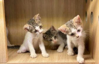 [🆕🇻🇳] Tom&Jerry Petshop – 177 Nguyễn Hoàng, Đà Nẵng 🐶🦜 Top1Pets 🐱🐠 Em nhặt được mấy bé này ở bãi rác, cần kiếm ba mẹ cho các bé ạ. Ai thật sự yêu thương và có điều kiện chăm sóc các bé thì liên hệ em để ghé đón bé ạ.
Em c , shares-0✔️ , likes-9❤️️ , date-2025-10-17 23:28:52🐶🐱🇻🇳🇻🇳🇻🇳📰🆕