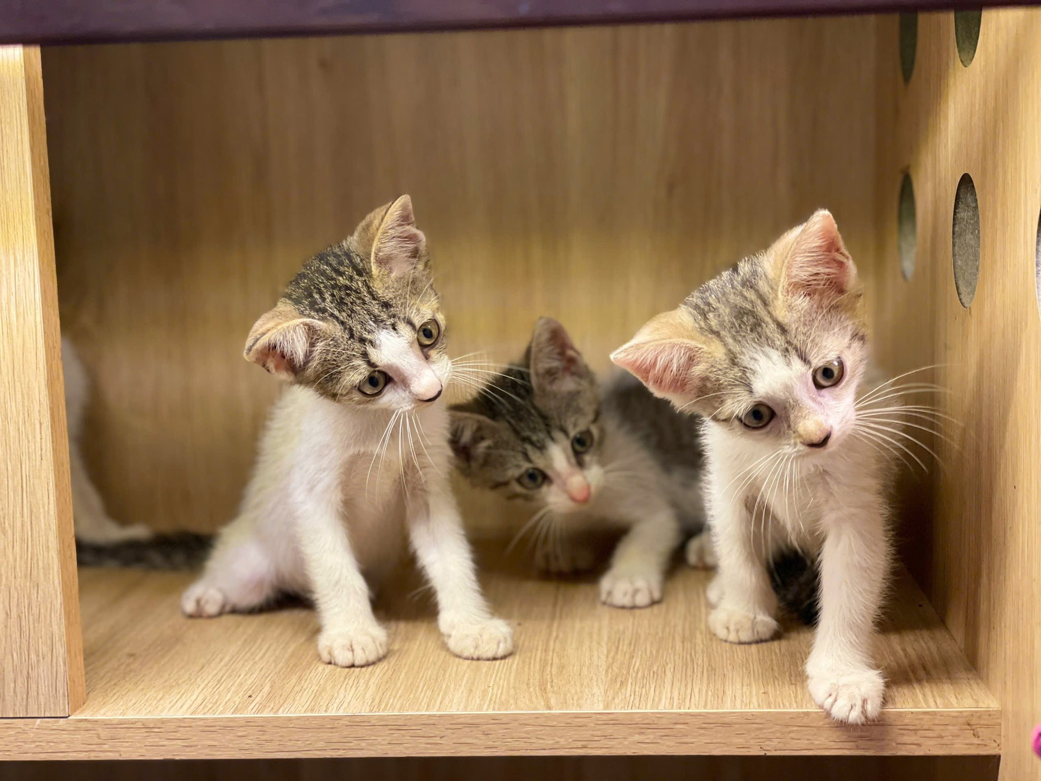 [🆕🇻🇳] Tom&Jerry Petshop – 177 Nguyễn Hoàng, Đà Nẵng 🐶🦜 Top1Pets 🐱🐠 Em nhặt được mấy bé này ở bãi rác, cần kiếm ba mẹ cho các bé ạ. Ai thật sự yêu thương và có điều kiện chăm sóc các bé thì liên hệ em để ghé đón bé ạ.
Em c , shares-0✔️ , likes-9❤️️ , date-2025-10-17 23:28:52🐶🐱🇻🇳🇻🇳🇻🇳📰🆕