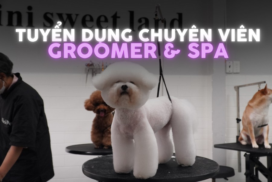 [🆕🇻🇳] AiNi Sweet Land – Pet Resort – Saigon 🐶🦜 Top1Pets 🐱🐠 Chúng tôi đang tìm người đồng hành có trái tim dịu dàng và đôi tay khéo léo.
Công việc chính:
– Giữ vệ sinh khu vực làm việc, đảm bảo môi trường sạch – th , shares-3✔️ , likes-13❤️️ , date-2025-10-13 06:38:47🐶🐱🇻🇳🇻🇳🇻🇳📰🆕