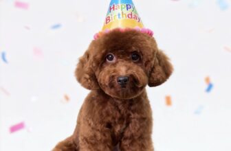 [🆕🇻🇳] Oliu Pet – Cửa Hàng Chăm Sóc Thú Cưng Mỹ Tho 🐶🦜 Top1Pets 🐱🐠 Bé cưng lên ảnh xịn xò mừng sinh nhật
Cả nhà chúc bé thêm tuổi mới ngoan ngoãn và luôn rạng rỡ nhaaa
, shares-0✔️ , likes-3❤️️ , date-2025-10-18 16:55:32🐶🐱🇻🇳🇻🇳🇻🇳📰🆕