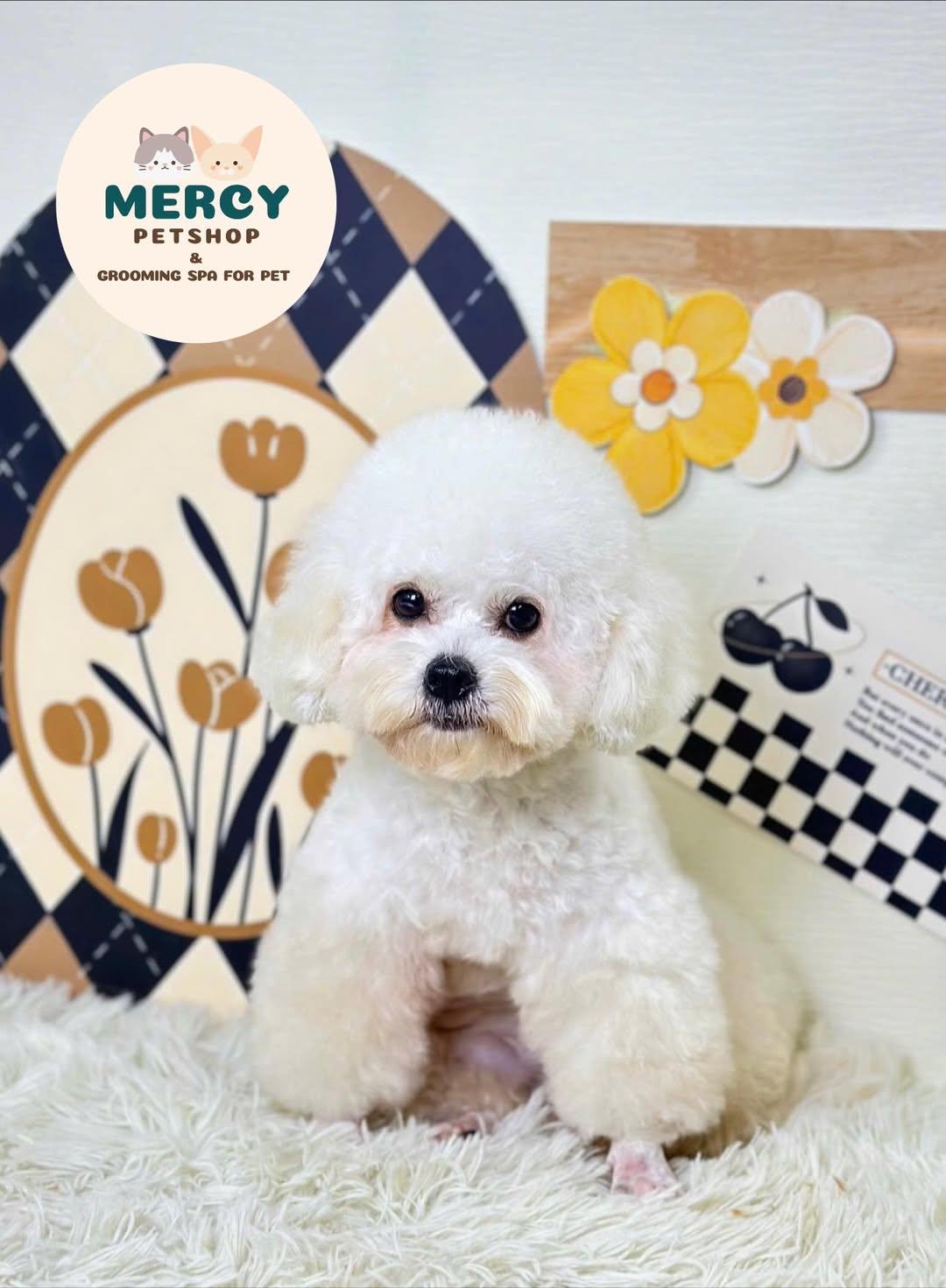 [🆕🇻🇳] Mercy – Petshop & Grooming Spa For Pet 🐶🦜 Top1Pets 🐱🐠  𝐂𝐚̆́𝐭 𝐠𝐚̂̀𝐧 𝐭𝐡𝐚́𝐧𝐠 𝐫𝐨̂̀𝐢 𝐦𝐚̀ 𝐟𝐨𝐫𝐦 𝐜𝐨̀𝐧 𝐲 𝐧𝐠𝐮𝐲𝐞̂𝐧
𝐒𝐩𝐚 𝐆𝐨́𝐢 𝟏 𝐥𝐚̀ 𝐱𝐢𝐧𝐡 𝐧𝐡𝐮̛ 𝐦𝐨̛́𝐢𝐊𝐡𝐨̂𝐧𝐠 𝐥𝐚̀𝐦 đ𝐚𝐮 𝐜𝐚́𝐜 𝐜𝐨𝐧 – 𝐊𝐡𝐨̂𝐧𝐠 𝐛𝐚̣𝐨 𝐥𝐮̛̣𝐜 𝐜𝐮̛𝐨̛̃𝐧𝐠 𝐞́𝐩 – 𝐊𝐡𝐨̂𝐧𝐠 𝐠𝐚̂𝐲 , shares-0✔️ , likes-2❤️️ , date-2025-10-17 22:37:56🐶🐱🇻🇳🇻🇳🇻🇳📰🆕