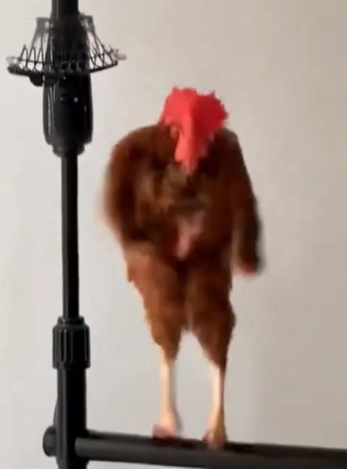 [🆕🇻🇳] Thuốc và Phụ kiện gà chọi Hưng Phú Quảng Trị 🐶🦜 Top1Pets 🐱🐠 , giải trí tí nào anh em ơi , shares-0✔️ , likes-5❤️️ , date-2025-10-07 17:58:38🐶🐱🇻🇳🇻🇳🇻🇳📰🆕