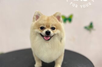 [🆕🇻🇳] DOCA’S HOUSE 🐶🦜 Top1Pets 🐱🐠 Model: Nâu
Cô bé loi nhoi, đáng yêu vô đốiDOCA’S HOUSE – Dịch vụ thú cưng
– Tắm, vệ sinh, cắt tỉa
– Thú y và Pet shop
– Khách sạn thú cưng
Đc: 67 Hùng Vư , shares-0✔️ , likes-7❤️️ , date-2025-10-14 15:42:24🐶🐱🇻🇳🇻🇳🇻🇳📰🆕