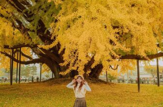 [🆕🇻🇳] Checkin và Du lịch Hàn Quốc – Korea Travel ♥️️ Top1Checkin ☑   Cây ngân hạnh Bàng Gye-ri – Điểm check-in vàng của mùa thu Hàn QuốcCây ngân hạnh Bangaeri (Ban Gye-ri Ginkgo Tree)
Là cây ngân hạnh 800 năm tuổi – biể , shares-0✔️ , likes-7❤️️ , date-2025-10-17 23:34:22🇻🇳🇻🇳🇻🇳📰🆕