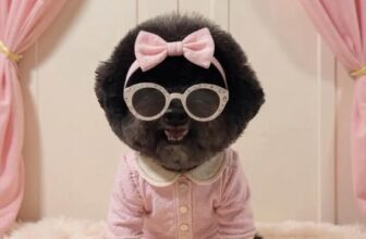 [🆕🇻🇳] Pel Pet Town 🐶🦜 Top1Pets 🐱🐠 StudioAI , shares-0✔️ , likes-1❤️️ , date-2025-10-08 16:50:16🐶🐱🇻🇳🇻🇳🇻🇳📰🆕