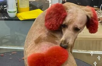 [🆕🇻🇳] An An PetStore 🐶🦜 Top1Pets 🐱🐠  , shares-0✔️ , likes-0❤️️ , date-2025-10-15 16:00:15🐶🐱🇻🇳🇻🇳🇻🇳📰🆕