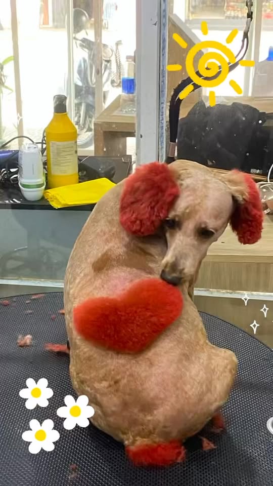 [🆕🇻🇳] An An PetStore 🐶🦜 Top1Pets 🐱🐠  , shares-0✔️ , likes-0❤️️ , date-2025-10-15 16:00:15🐶🐱🇻🇳🇻🇳🇻🇳📰🆕